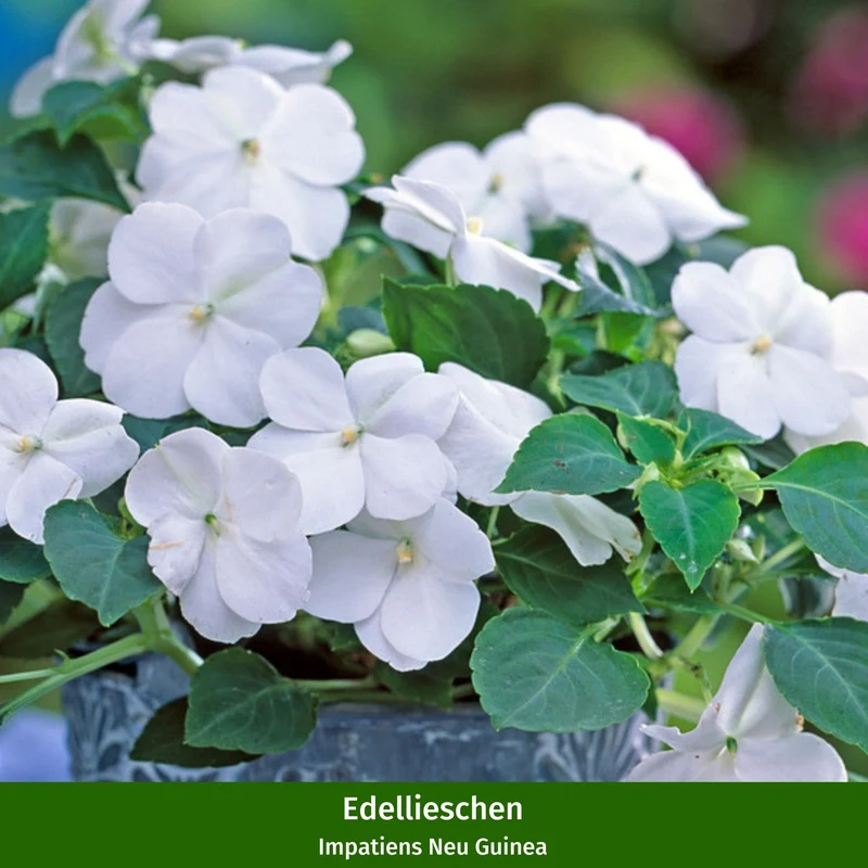 Balkonblumen "Blütentraum im Schatten"