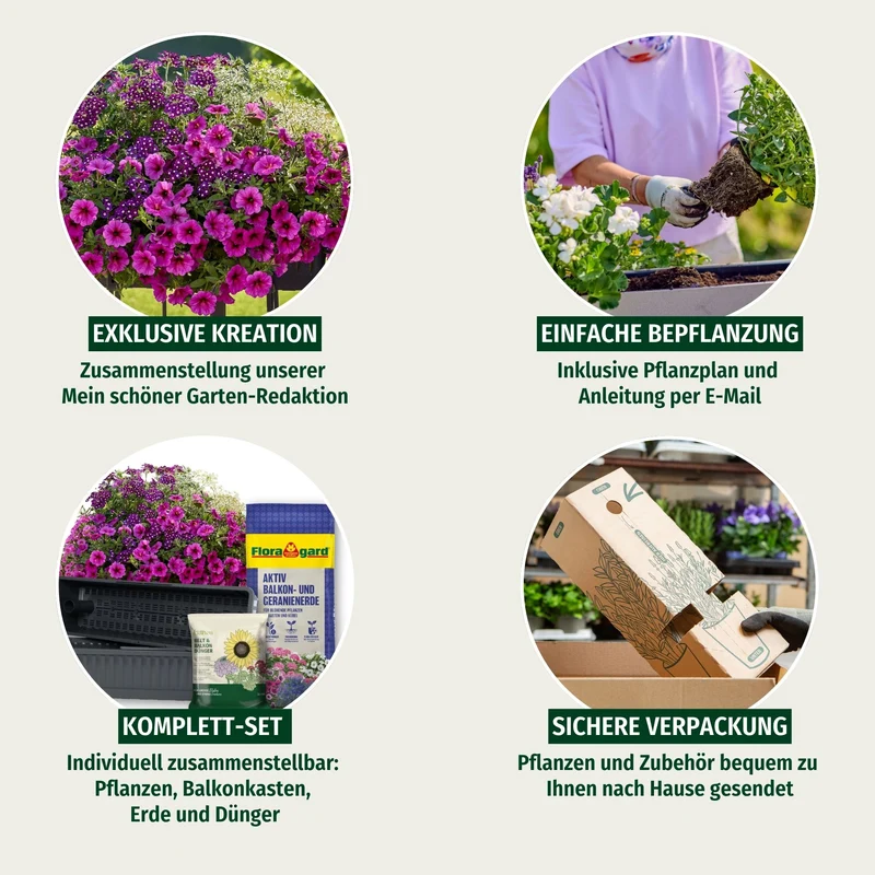 Balkonblumen "Pflegeleichte Blütenharmonie"