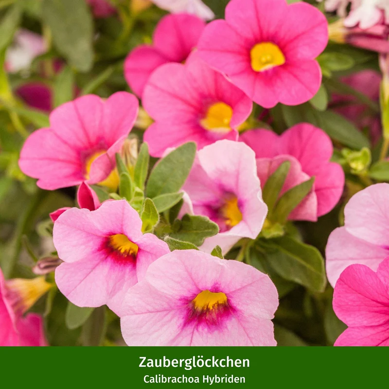 Balkonblumen "Endlose Blütenoase“