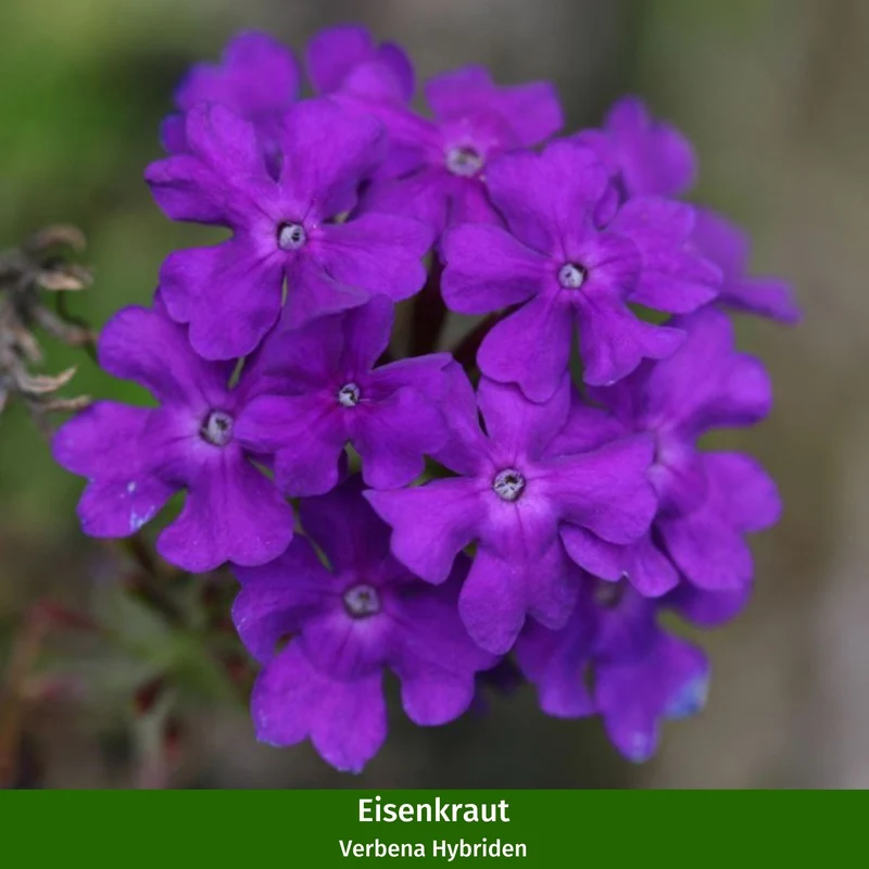 Balkonblumen "Pflegeleichte Blütenharmonie"