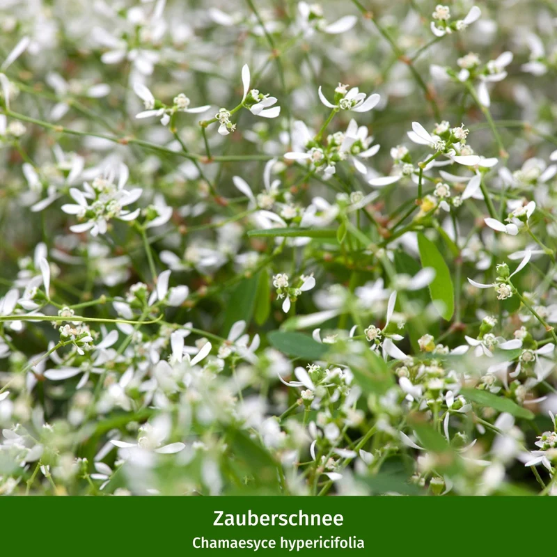Balkonblumen "Pflegeleichte Blütenharmonie"