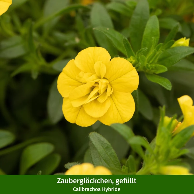 Balkonblumen "Endlose Blütenoase“