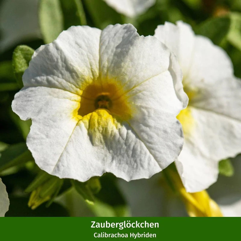 Balkonblumen "Weißer Dauerblüher"