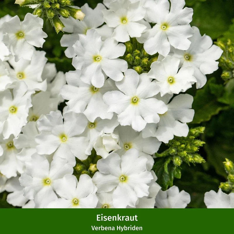 Balkonblumen "Weißer Dauerblüher"