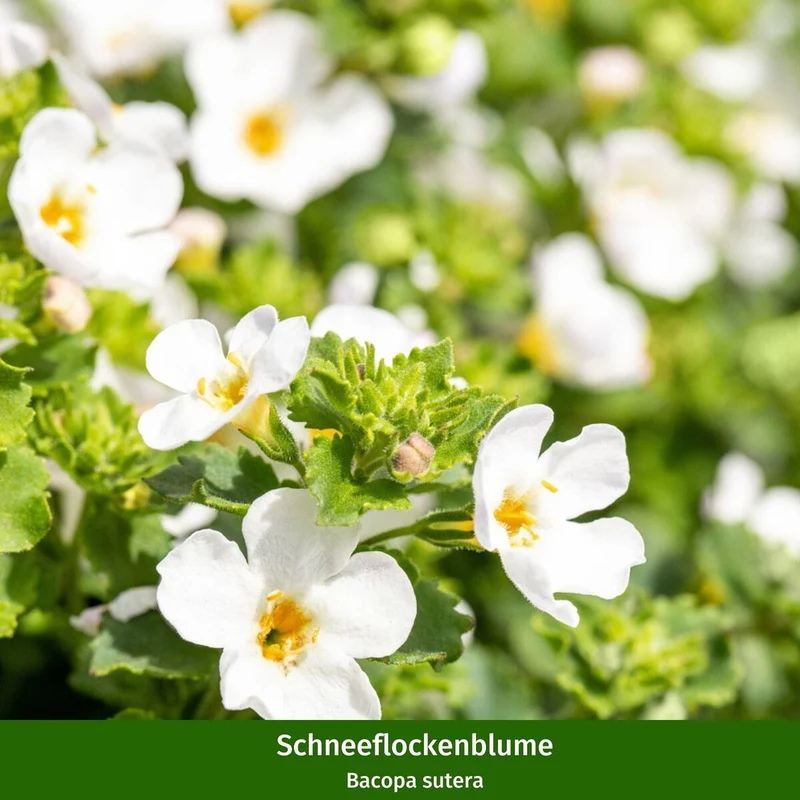 Balkonblumen "Weißer Dauerblüher"