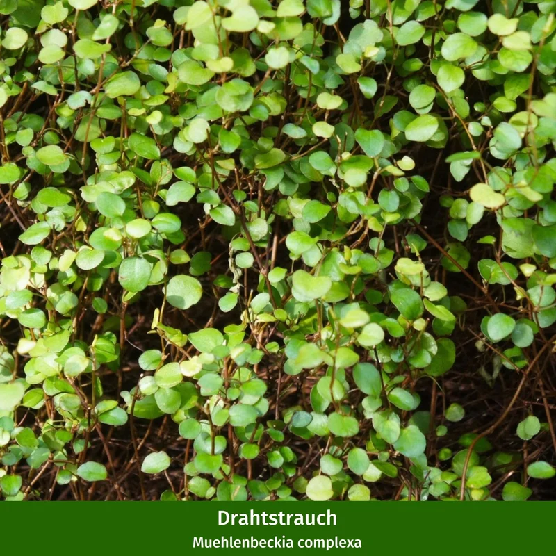 Balkonblumen "Weißer Dauerblüher"