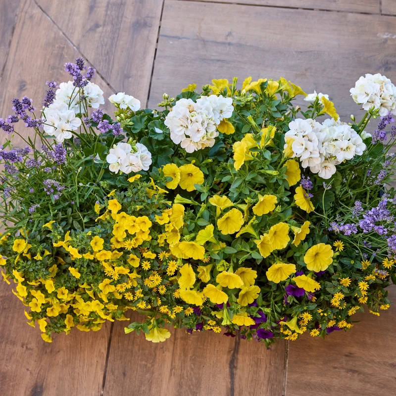 Balkonblumen "Hitzeverträgliche Blütenfreude"