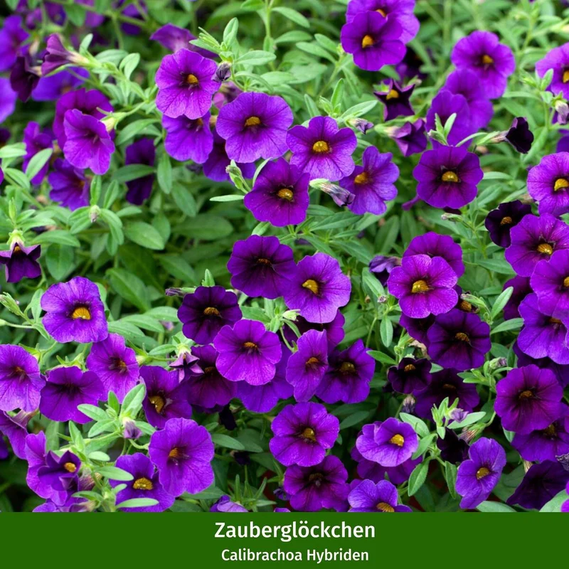 Balkonblumen "Hitzeverträgliche Blütenfreude"