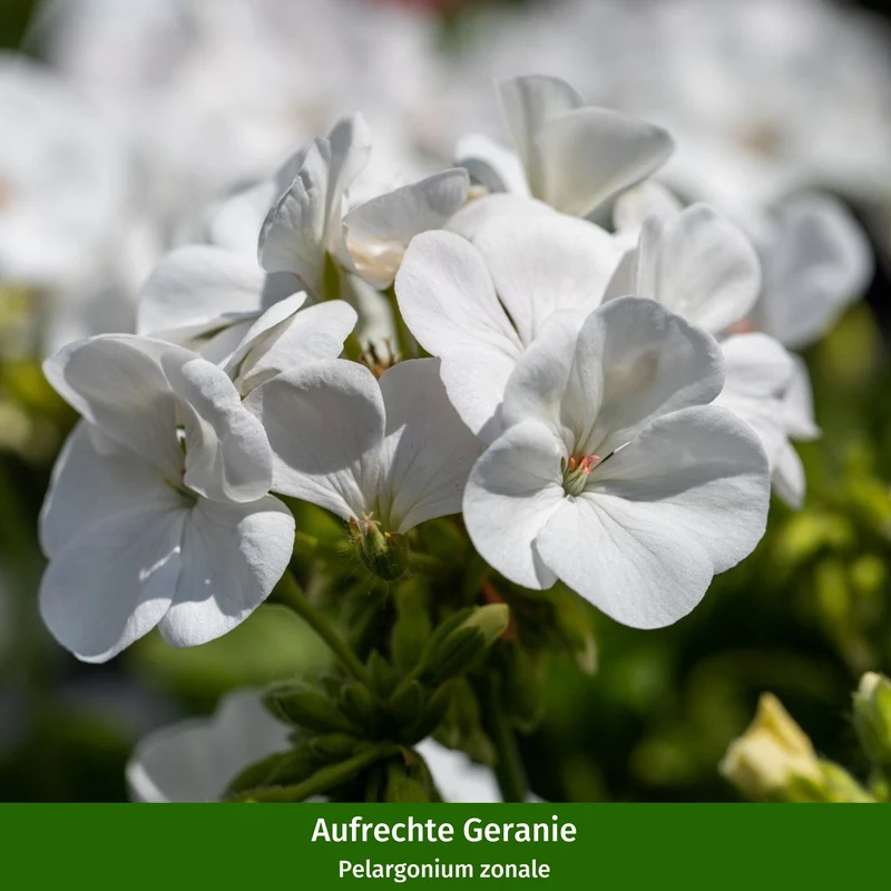 Balkonblumen "Hitzeverträgliche Blütenfreude"