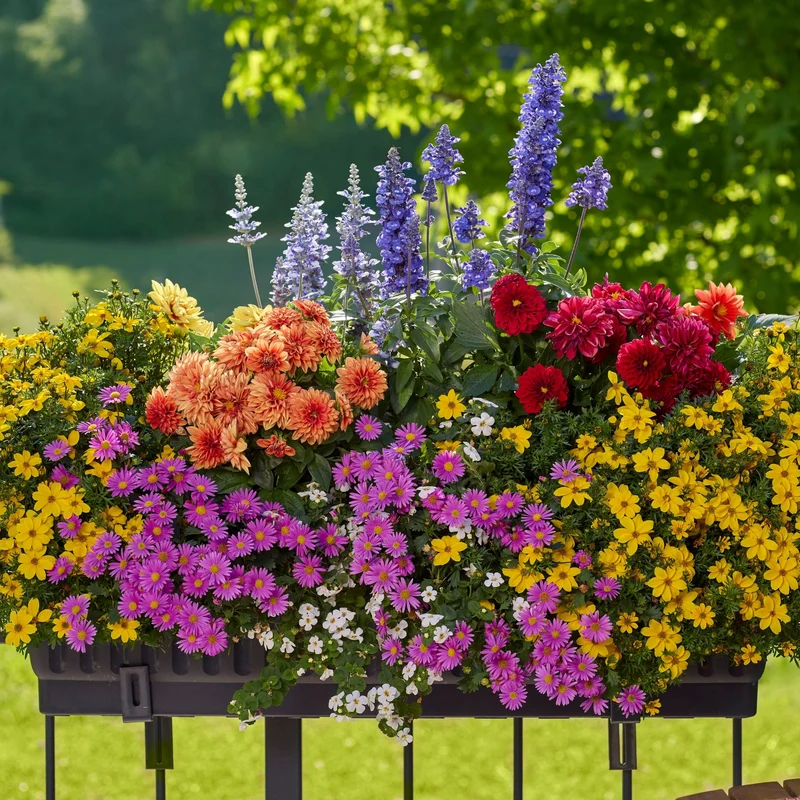 Balkonblumen "Farbenfroher Bienenmagnet"