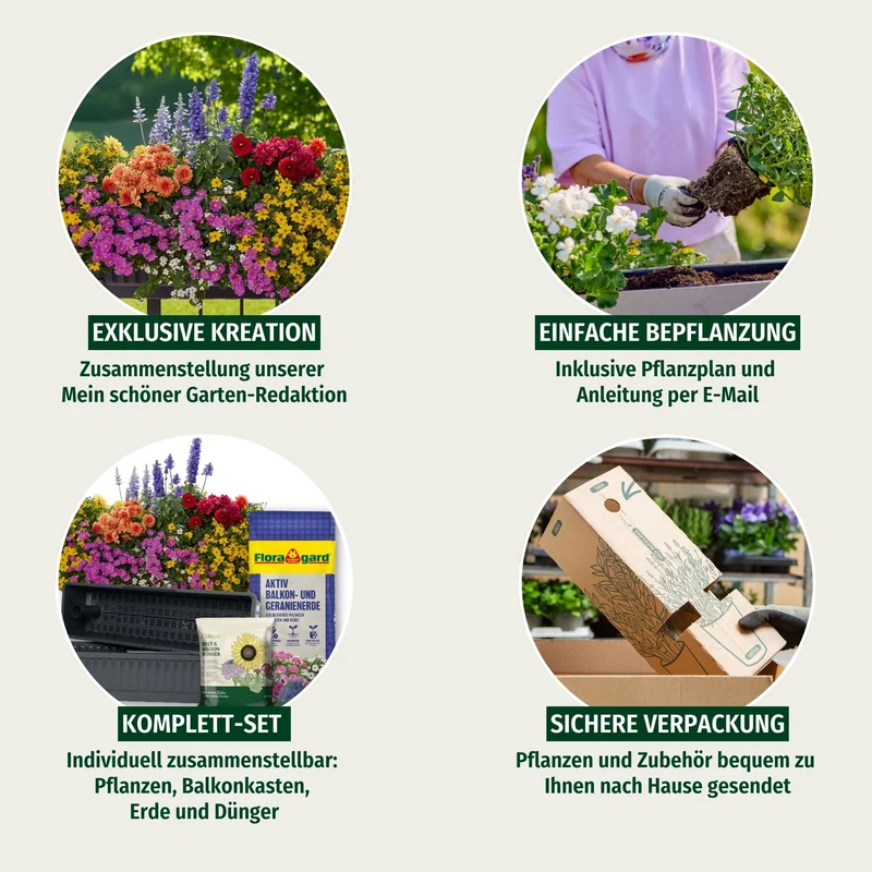 Balkonblumen "Farbenfroher Bienenmagnet"