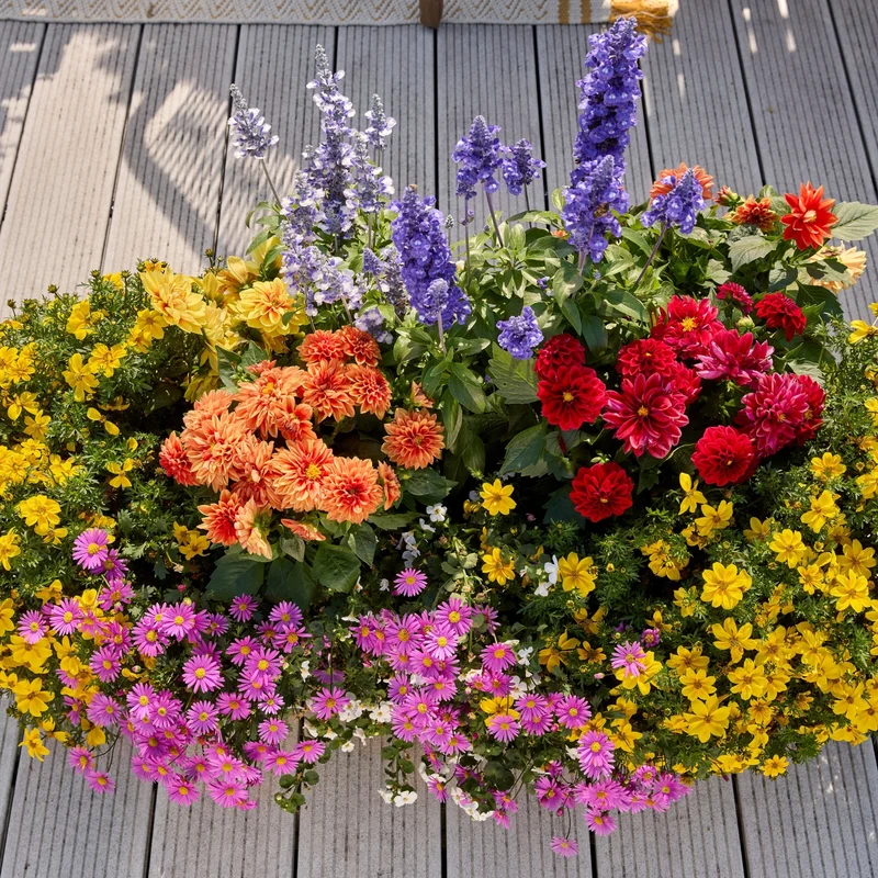 Balkonblumen "Farbenfroher Bienenmagnet"