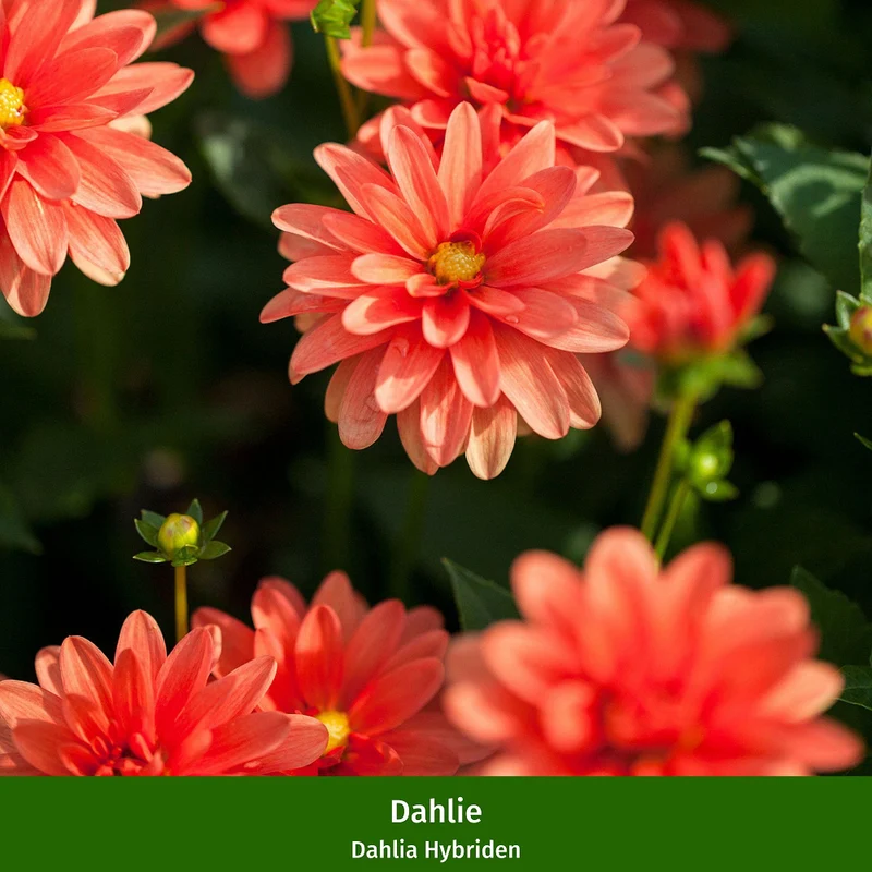 Balkonblumen "Farbenfroher Bienenmagnet"