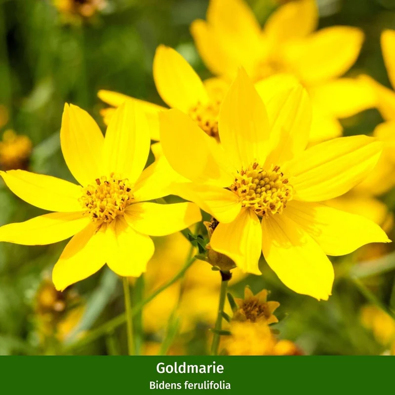 Balkonblumen "Farbenfroher Bienenmagnet"