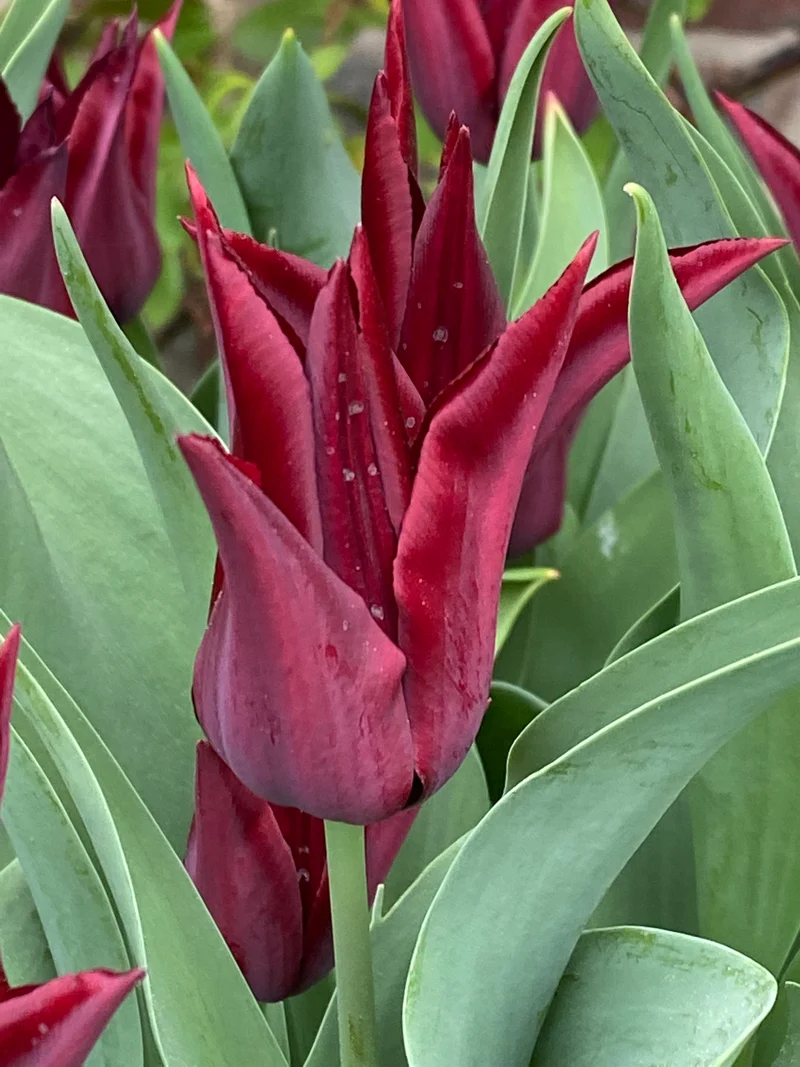 Tulipa 'Sarah Raven' - Lilienblütige Tulpe