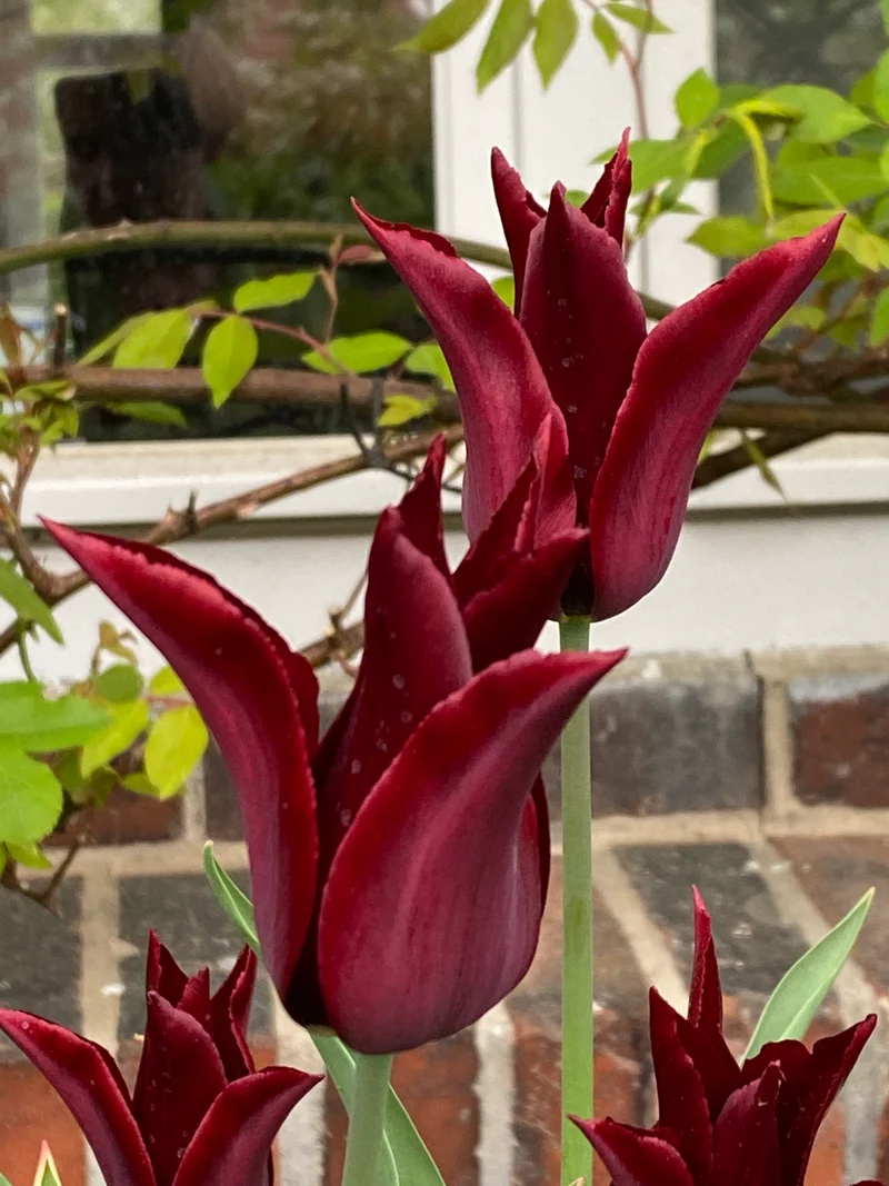 Tulipa 'Sarah Raven' - Lilienblütige Tulpe