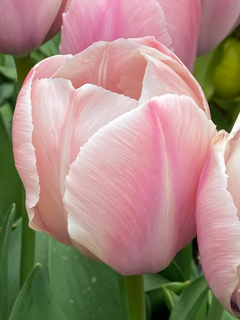 Tulipa 'Salmon van Eijk'® - Darwin Hybridtulpe