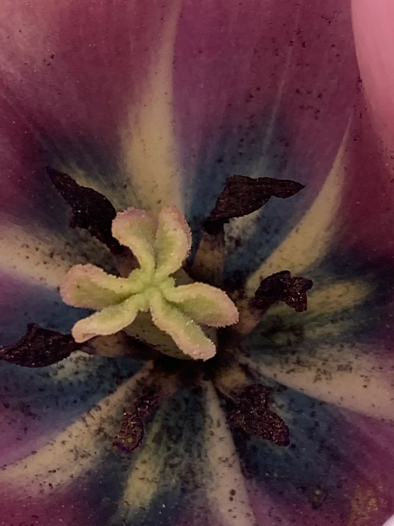 Tulipa 'Salmon van Eijk'® - Darwin Hybridtulpe