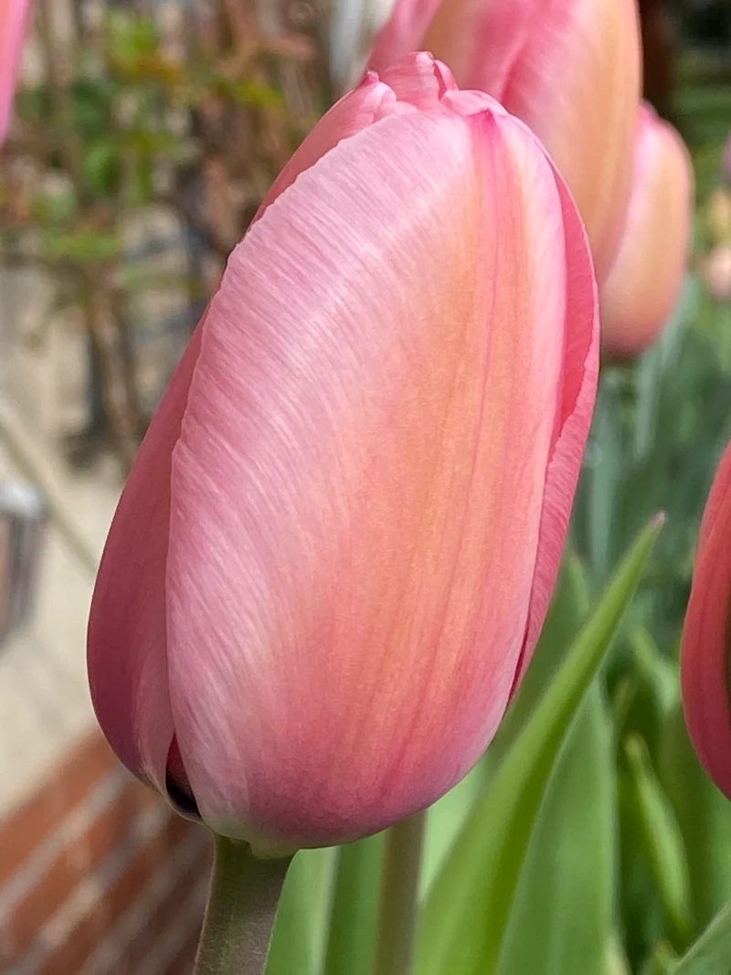 Tulipa 'Pink Impression' - Darwin-Tulpe