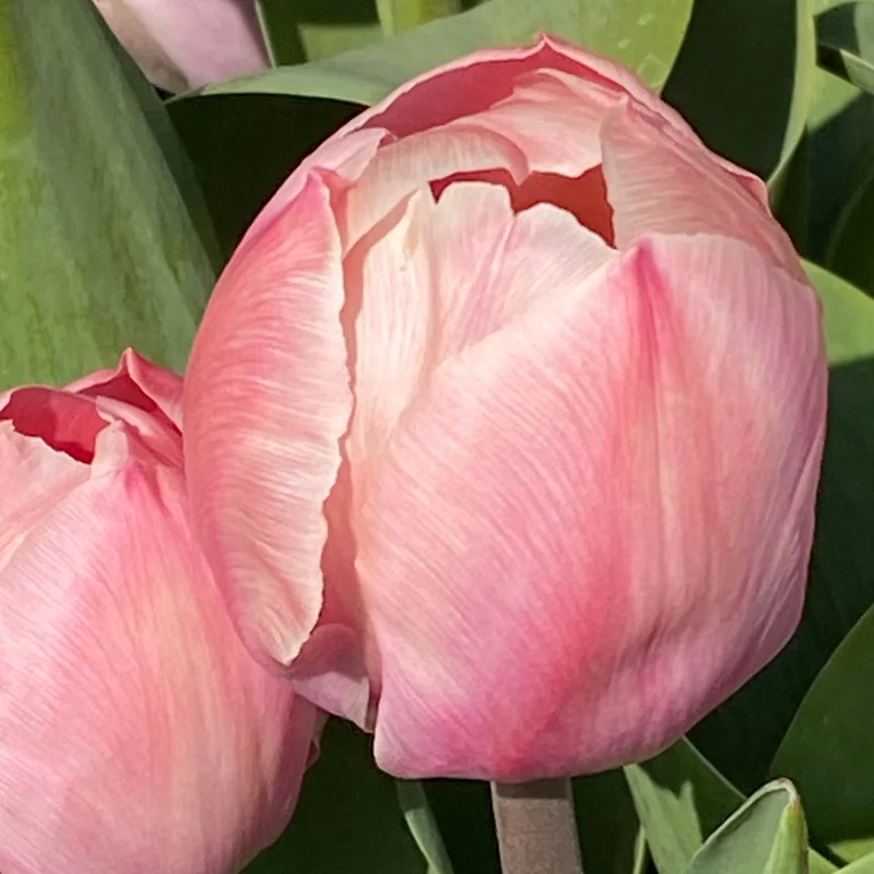 Tulipa 'Mystic van Eijk'® - Darwin-Hybrid-tulpe