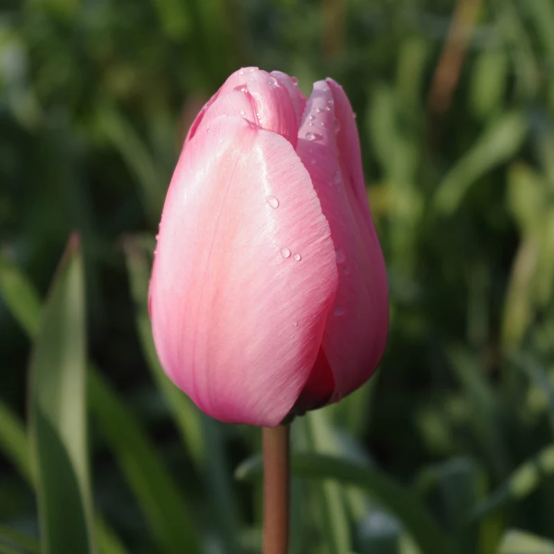 Tulipa 'Menton' - Spätblühende einfache Tulpe