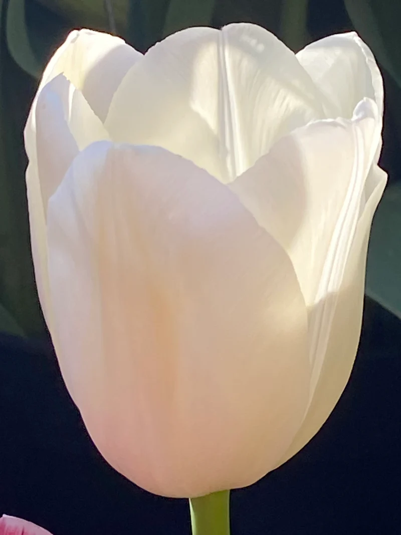 Tulipa 'Maureen' - Einfache Späte Tulpe