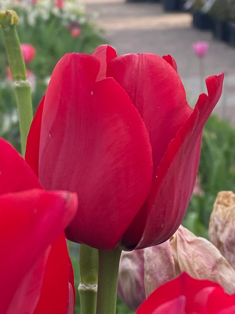 Tulipa 'Ile de France' - Triumph-Tulpe