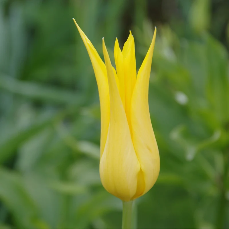 Tulipa 'Flashback' - Lilienblütige Tulpe