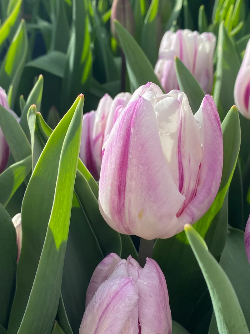 Tulipa 'Flaming Flag' - Triumph Tulpe
