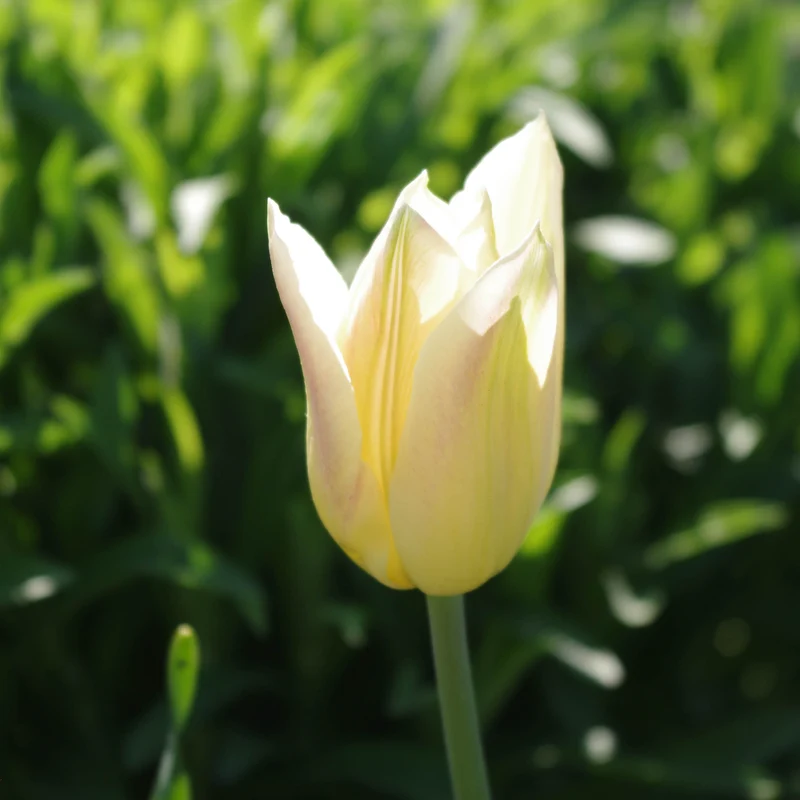 Tulipa 'Elegant Lady' - Lilienblütige Tulpe