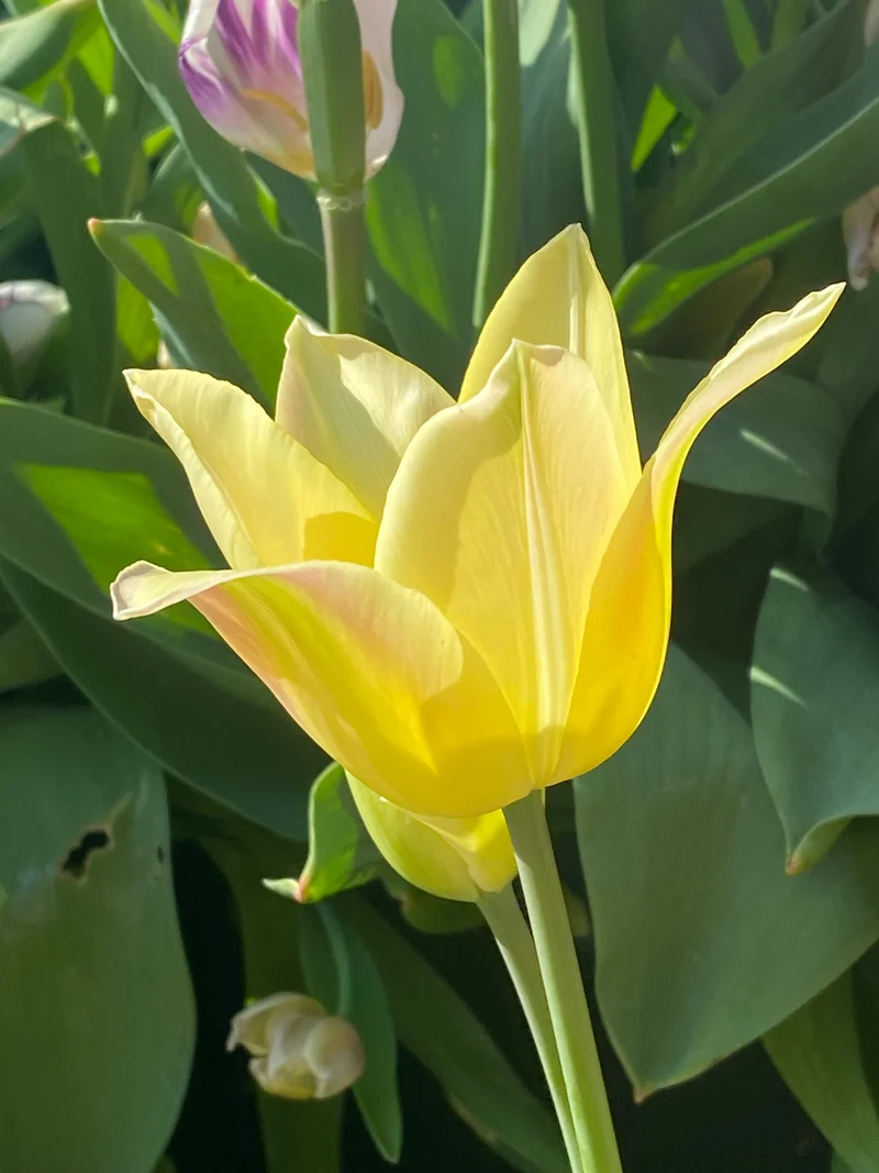 Tulipa 'Elegant Lady' - Lilienblütige Tulpe