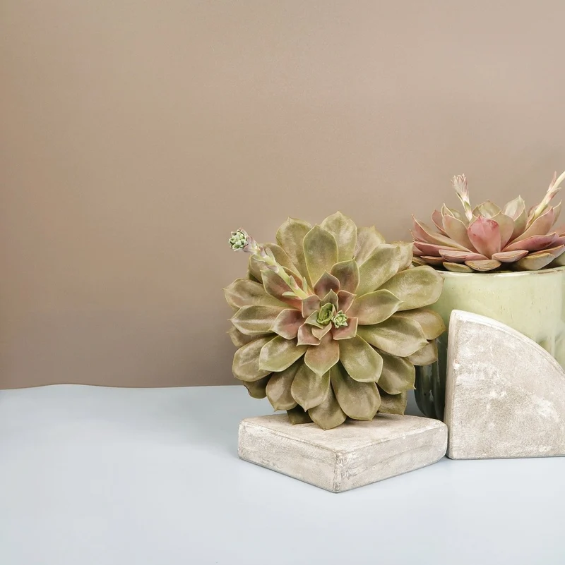 ECHEVERIA MINA
