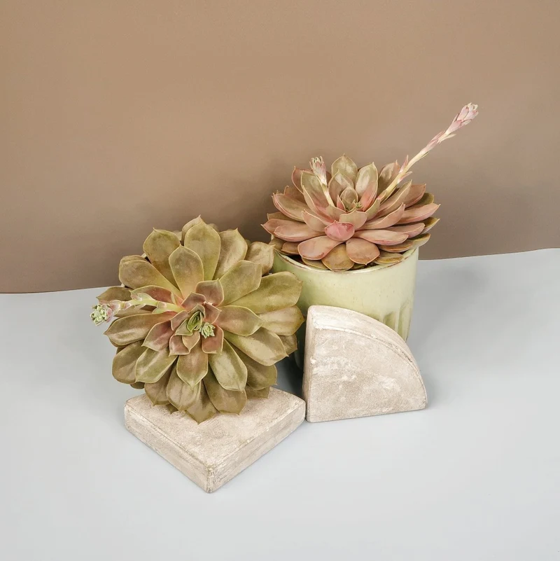 ECHEVERIA MINA