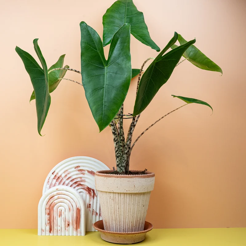 ALOCASIA ZEBRINA