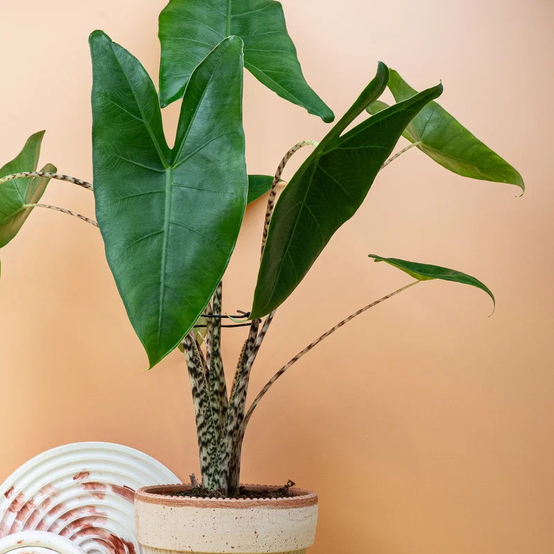 ALOCASIA ZEBRINA