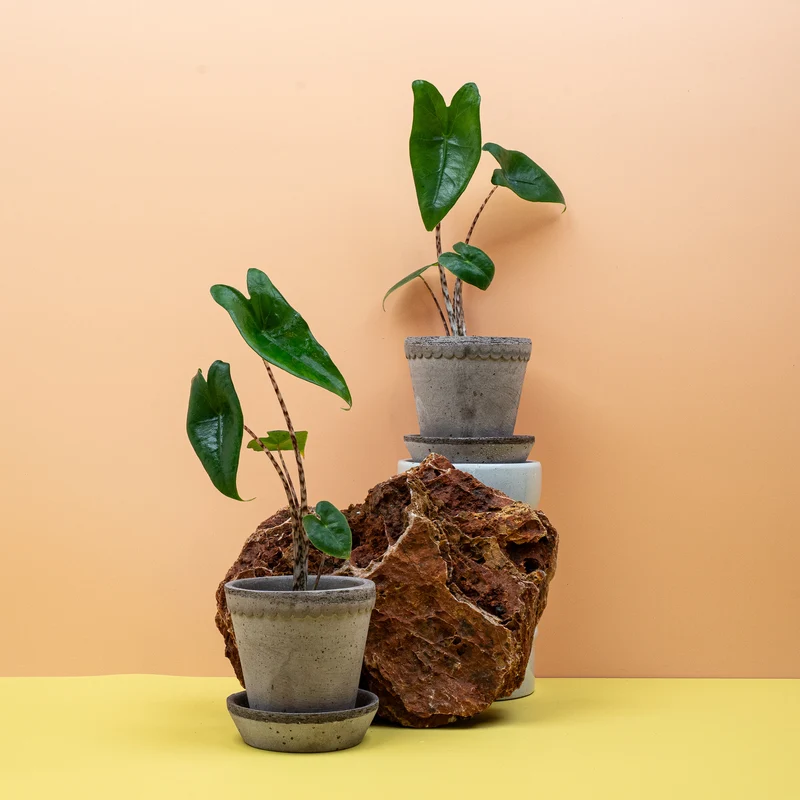 ALOCASIA ZEBRINA