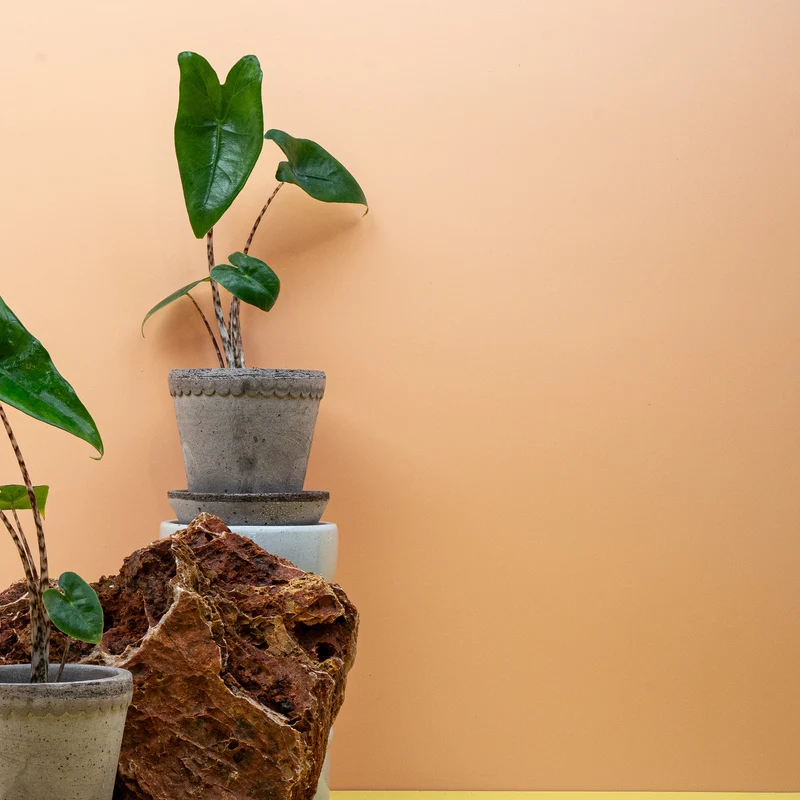 ALOCASIA ZEBRINA