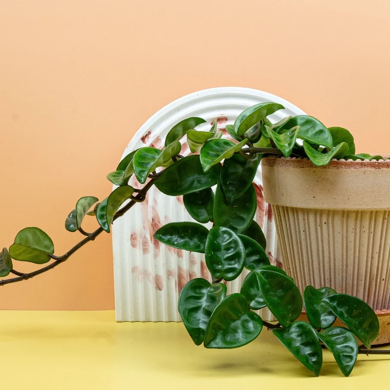 HOYA CARNOSA KRINKLE