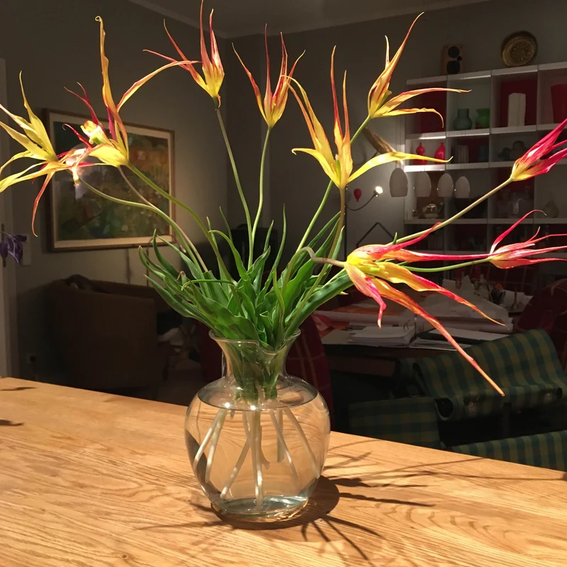 Tulipa acuminata - Horntulpe