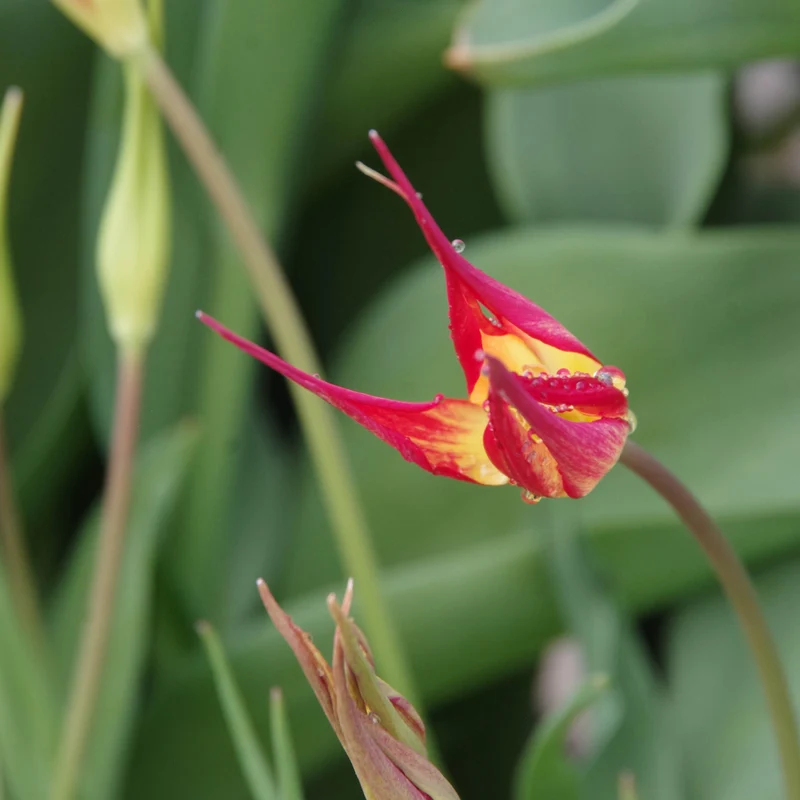 Tulipa acuminata - Horntulpe