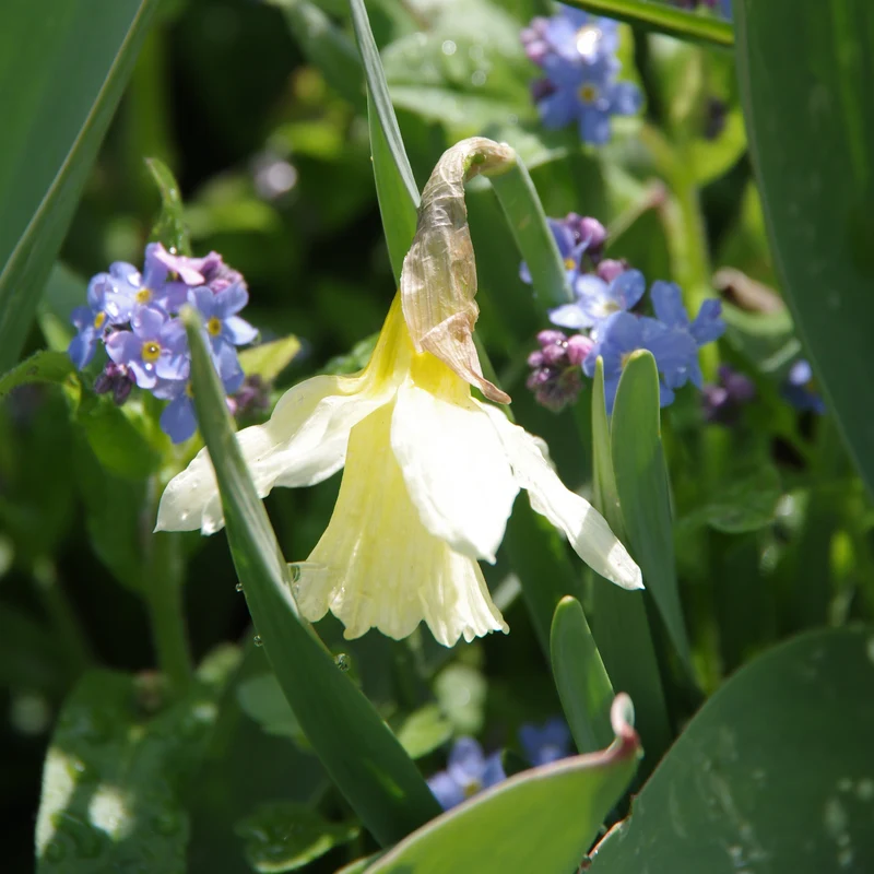 Narcissus 'W.P. Milner' - Trompeten Narzisse