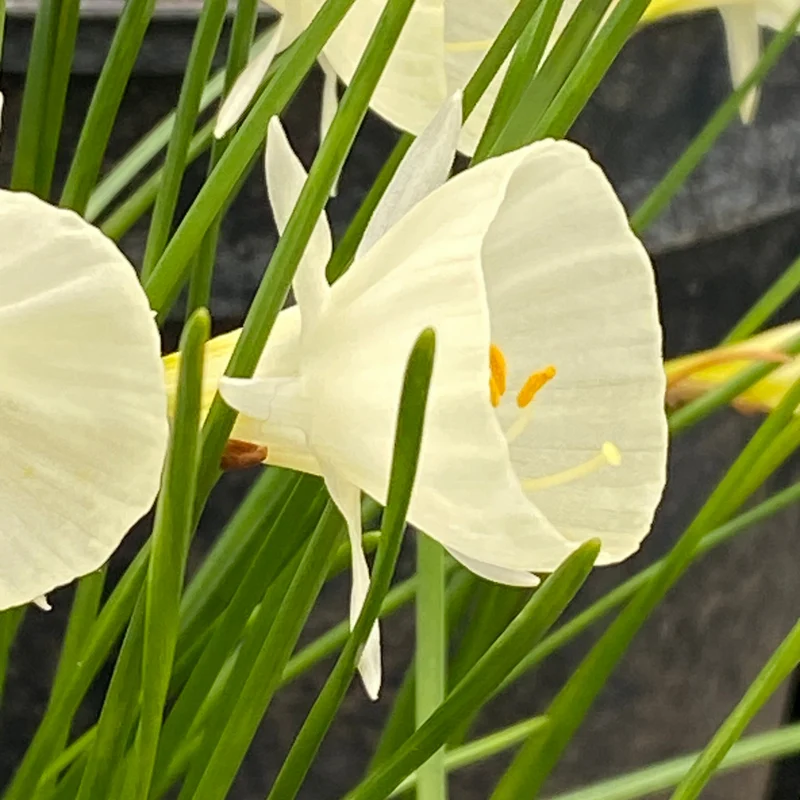 Narcissus 'Spoirot' - Reifrock-Narzisse