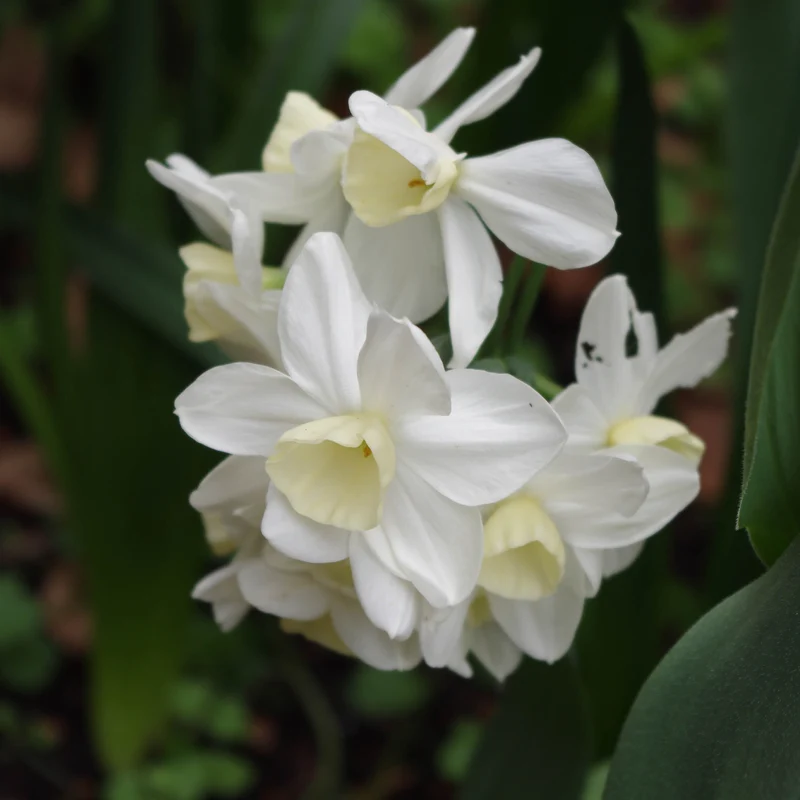 Narcissus 'Sailboat' - Jonquilla Narzisse