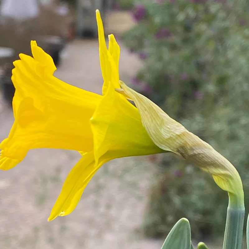 Narcissus pseudonarcissus ssp. obvallaris - Wildnarzisse