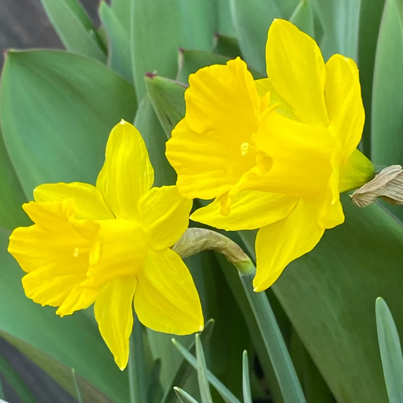 Narcissus pseudonarcissus ssp. obvallaris - Wildnarzisse