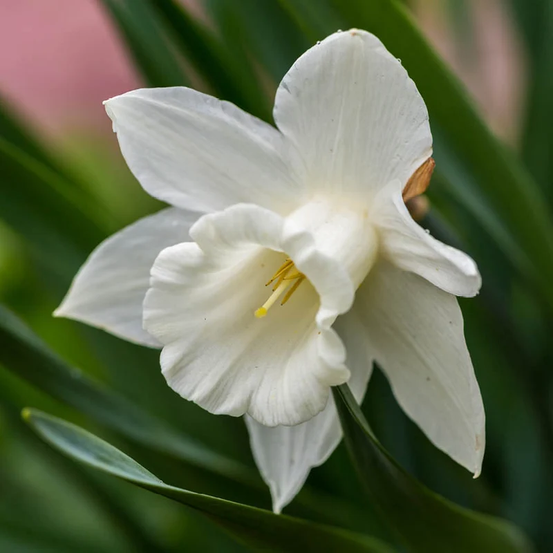 Narcissus 'Mount Hood' - Trompeten-Narzisse