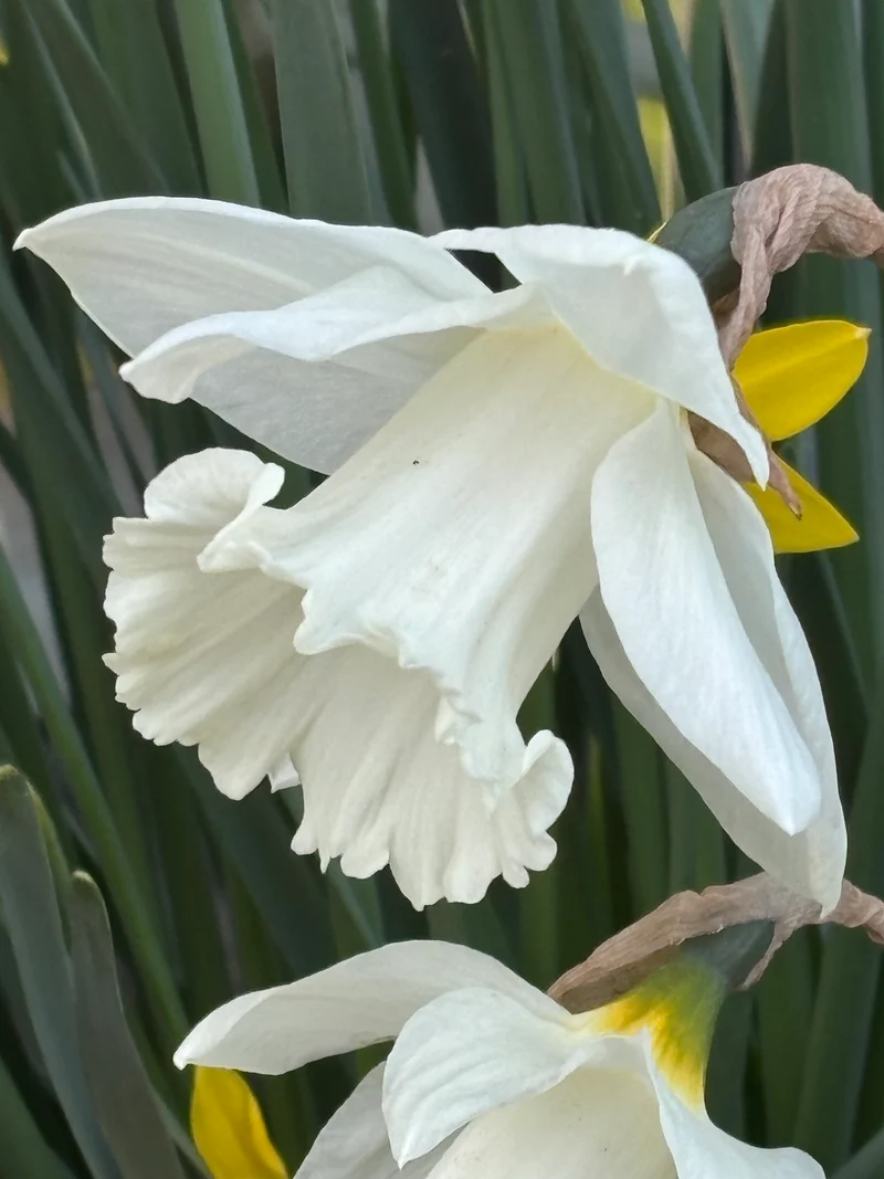 Narcissus 'Mount Hood' - Trompeten-Narzisse