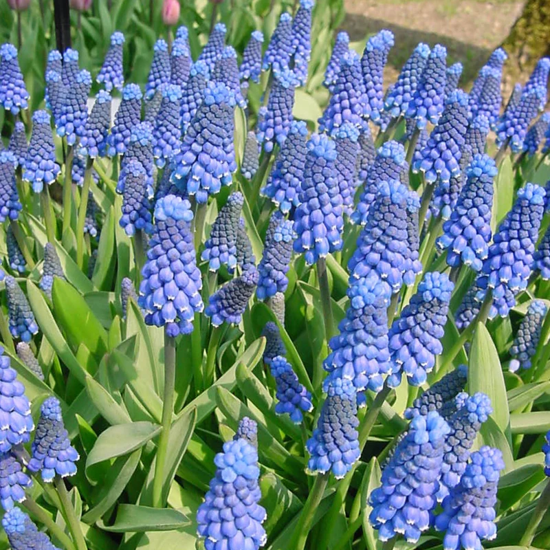 Muscari botrioides 'Superstar' - Kleine Traubehyazinthe