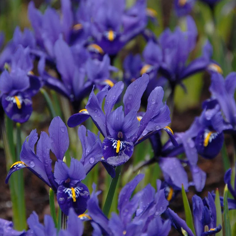 Iris reticulata 'Pixie' - Netzblatt-Iris