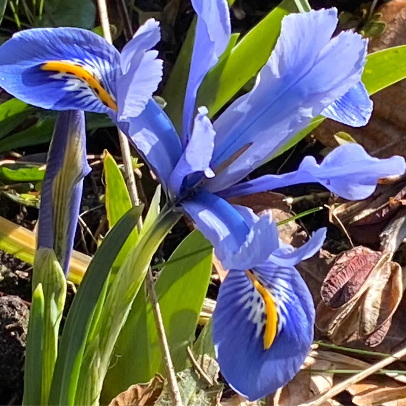 Iris reticulata 'Alida' - Netzblatt-Iris